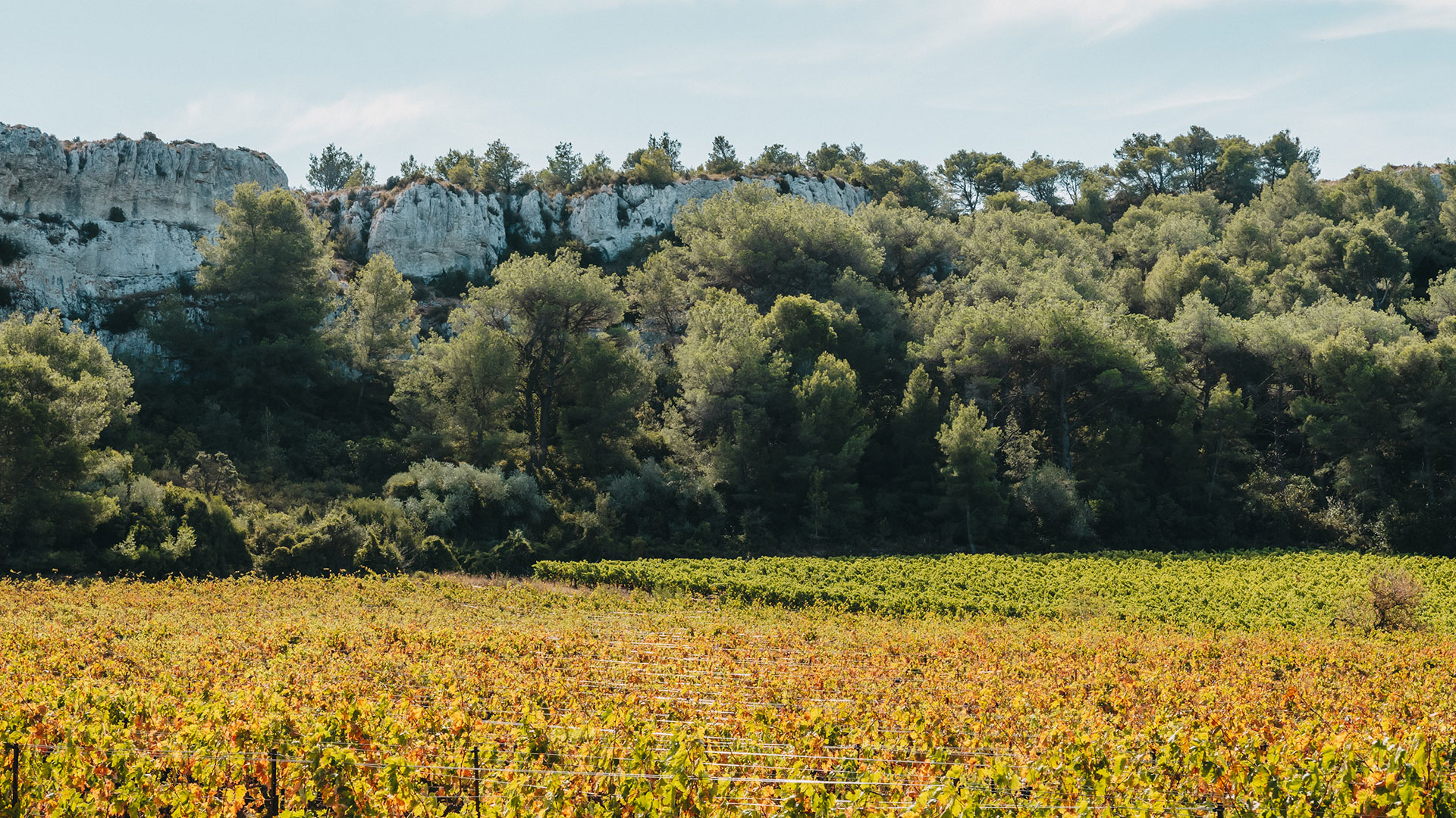 Landgut Bastide de Bringairet inmitten der Weinberge des Languedoc-Roussillon